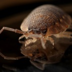 What do Bed Bug Exterminators Do?